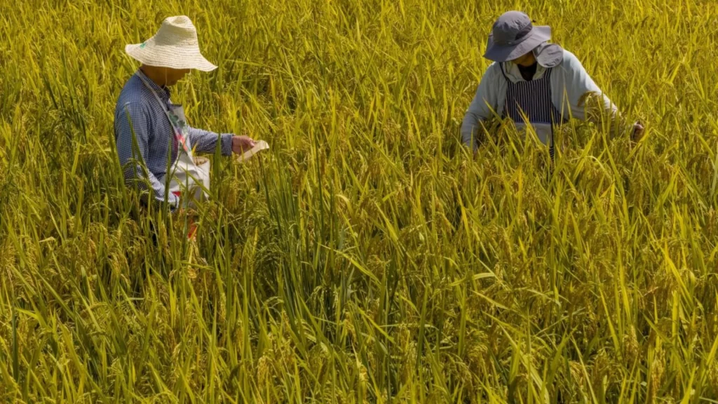 China emerges as a global leader in seed industry innovation, featuring a close-up of high-yield wheat varieties developed through advanced joint breeding research.