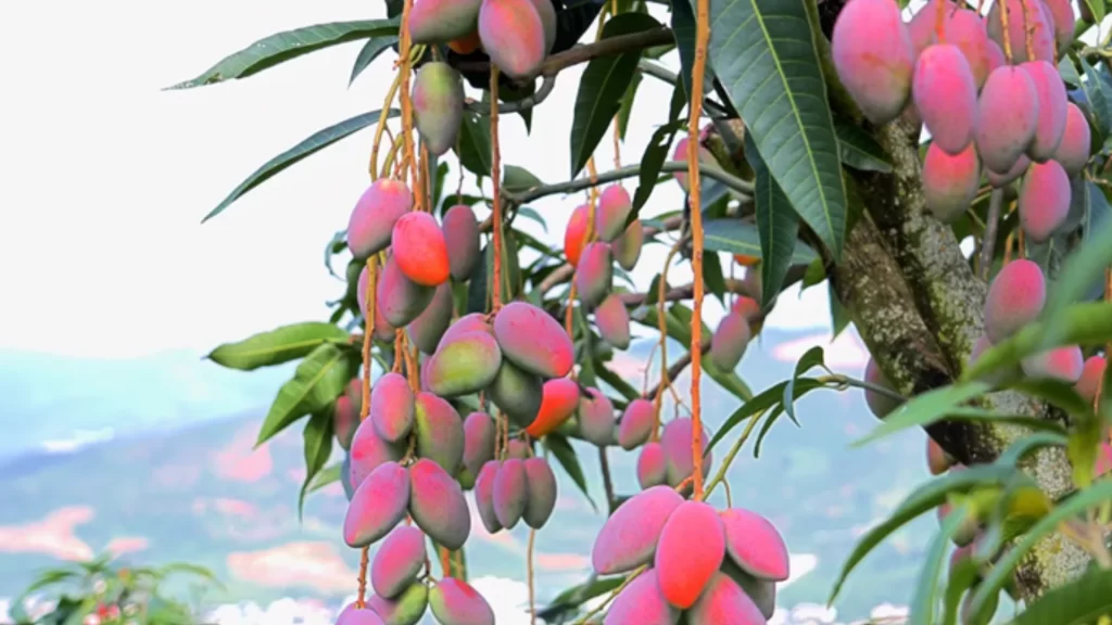 Mango cultivation becomes a pillar industry in Yuanjiang, utilizing vertical climate conditions to produce high-quality, early-ripening fruit.