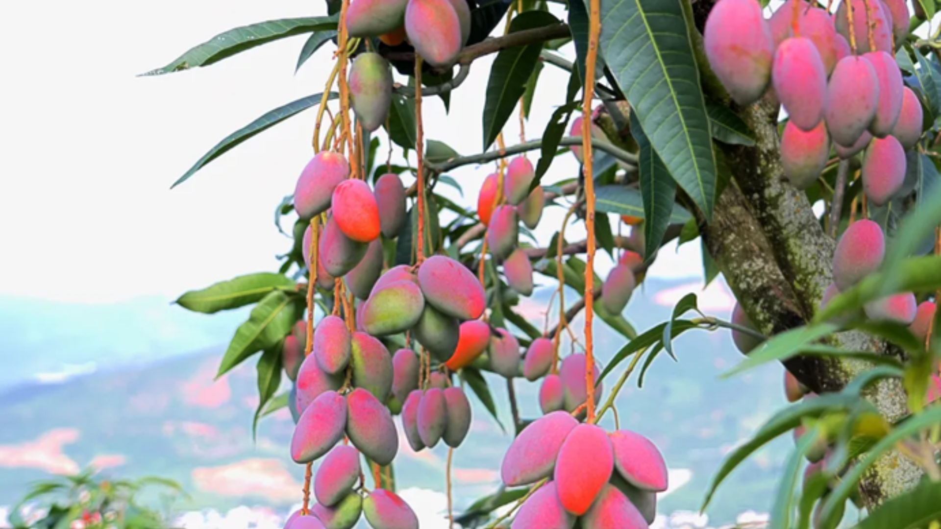 Mango cultivation becomes a pillar industry in Yuanjiang, utilizing vertical climate conditions to produce high-quality, early-ripening fruit.
