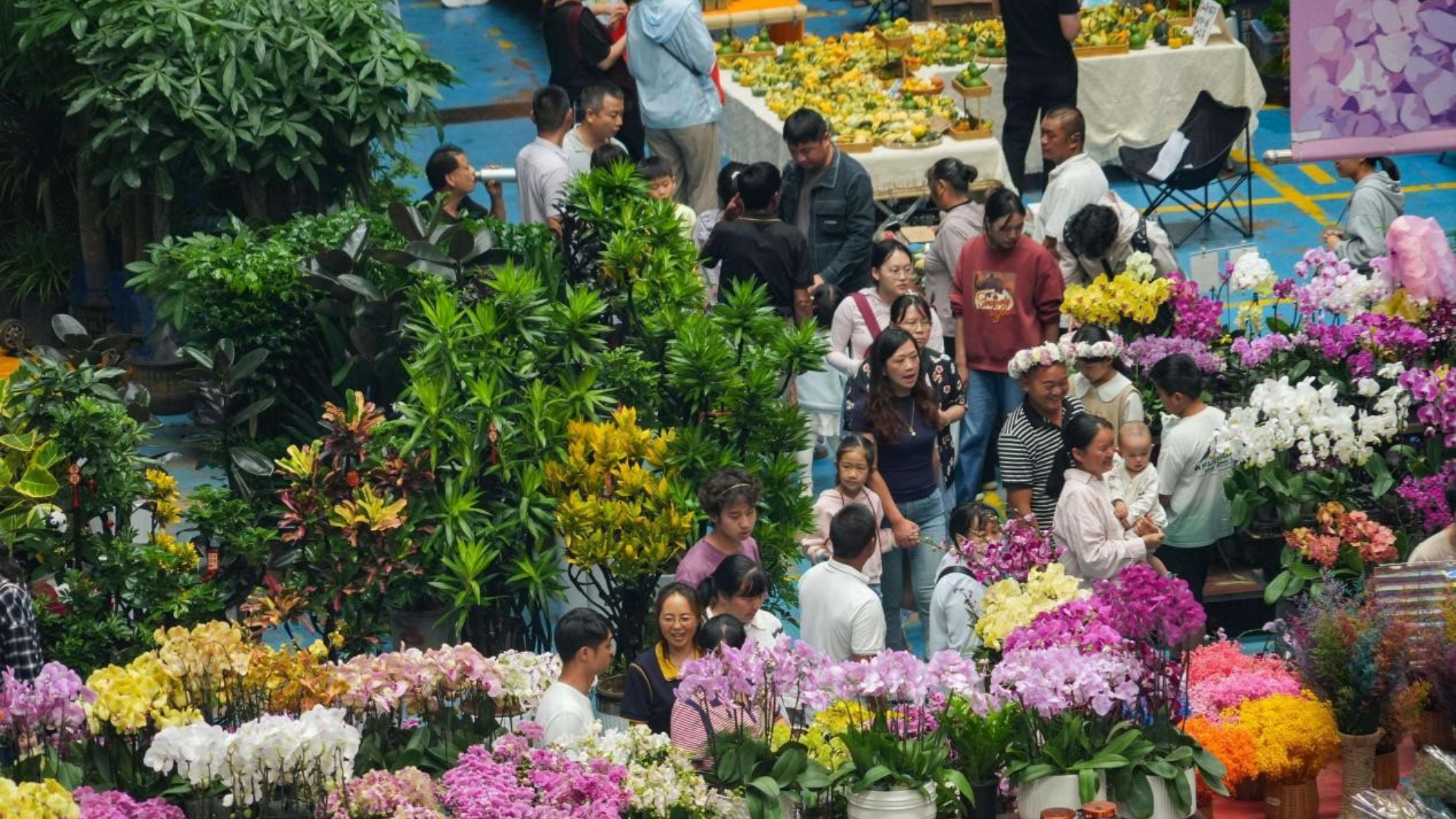 Vibrant Yunnan flower base showcasing intelligent greenhouse technology and high-quality domestic floral production.