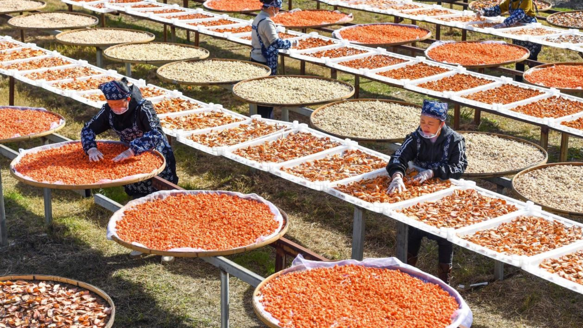 Sweet potato, pumpkin, ginger and carrot are sundried in Lutian village, Tonggu county, Yichun, east China's Jiangxi province, before being processed into featured snacks.