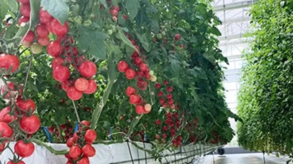 China Introduces advanced greenhouse technology and IoT systems to boost global agricultural yields and sustainability.