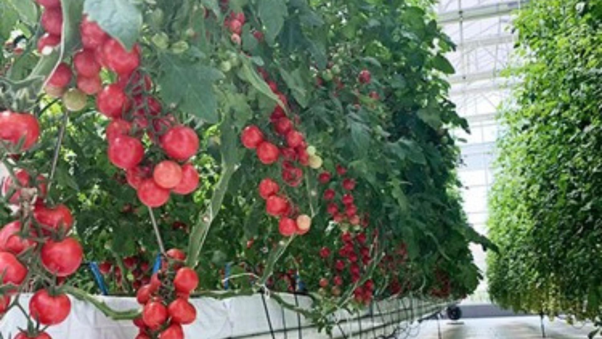 China Introduces advanced greenhouse technology and IoT systems to boost global agricultural yields and sustainability.