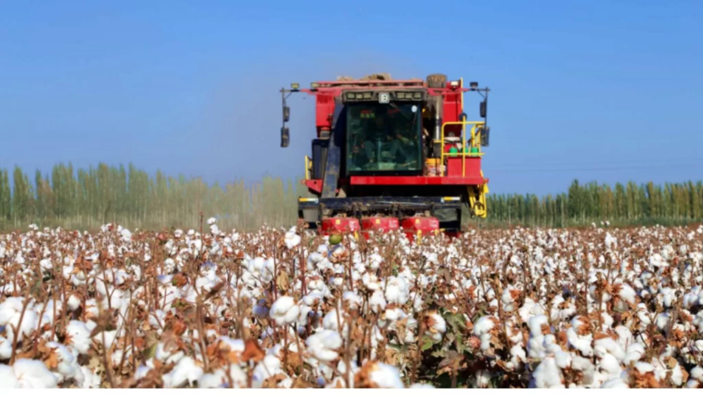 Mechanized cotton harvesting in Xinjiang, where advanced technology and improved seeds drive record-breaking industrial growth.