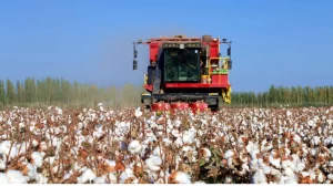 Mechanized cotton harvesting in Xinjiang, where advanced technology and improved seeds drive record-breaking industrial growth.