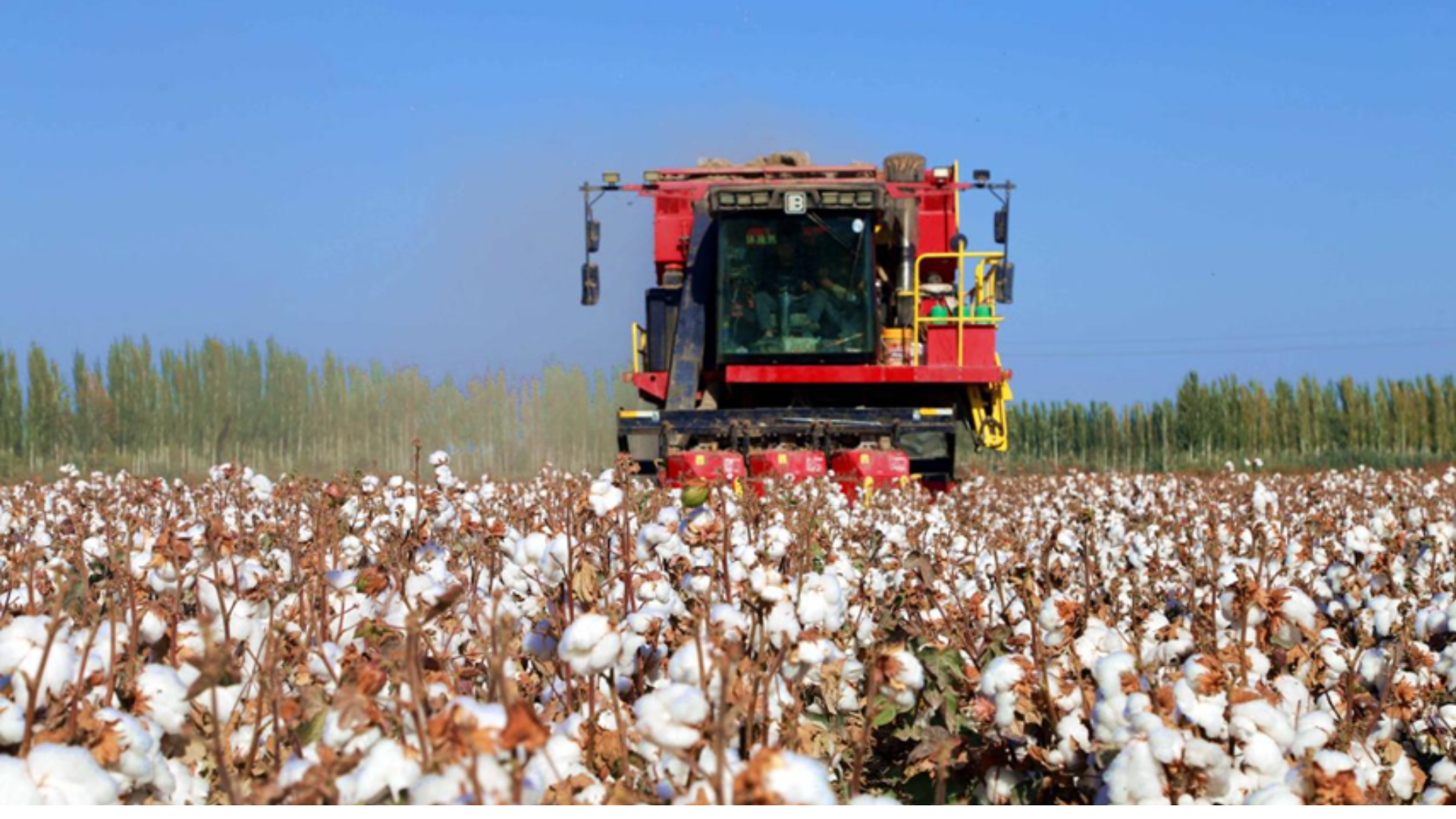 Mechanized cotton harvesting in Xinjiang, where advanced technology and improved seeds drive record-breaking industrial growth.