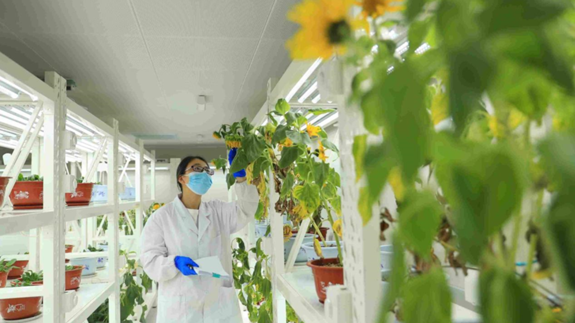 Intellectual property rights and geographical indications driving high-quality growth and innovation in China's rural industries.