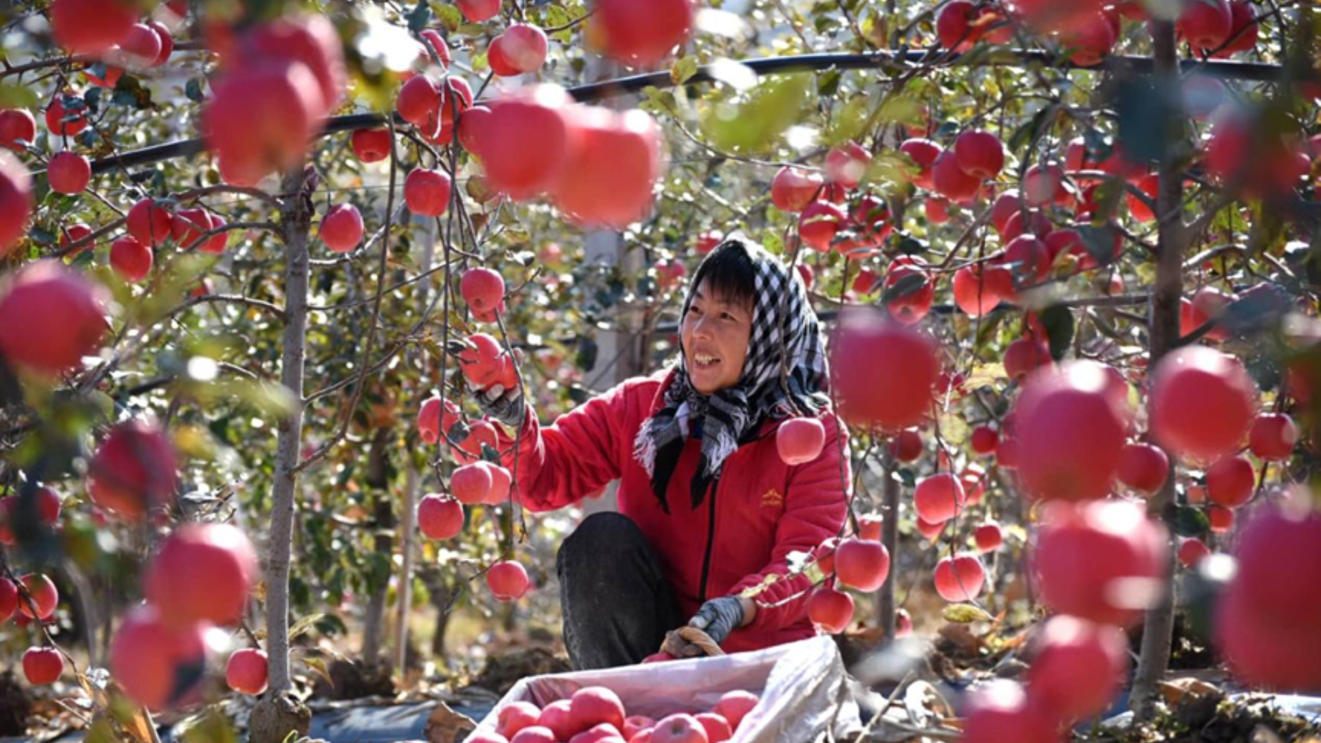 China produces 51 million tons of apples annually, leading global production and domestic consumption.