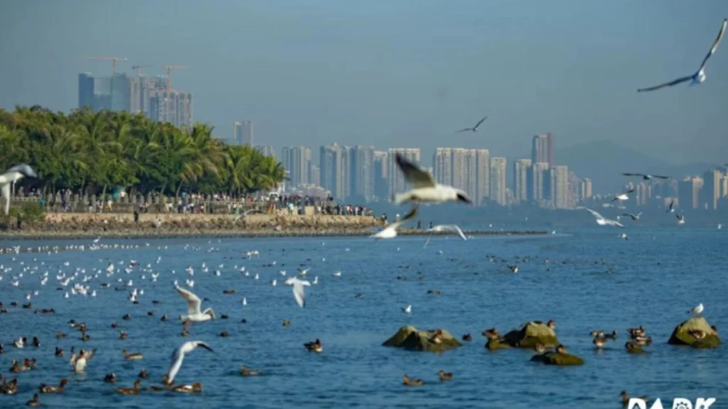 Flocks of migratory birds flying over Shenzhen Bay with a modern city skyline in the background.