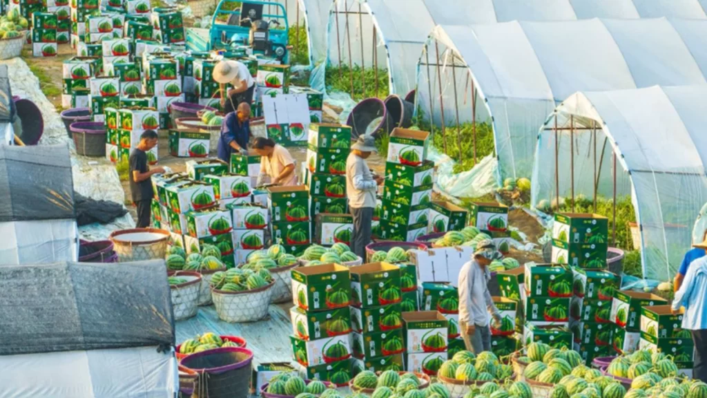 Stacks of fresh watermelons in a supermarket, representing China's year-round supply and advanced agricultural innovation.