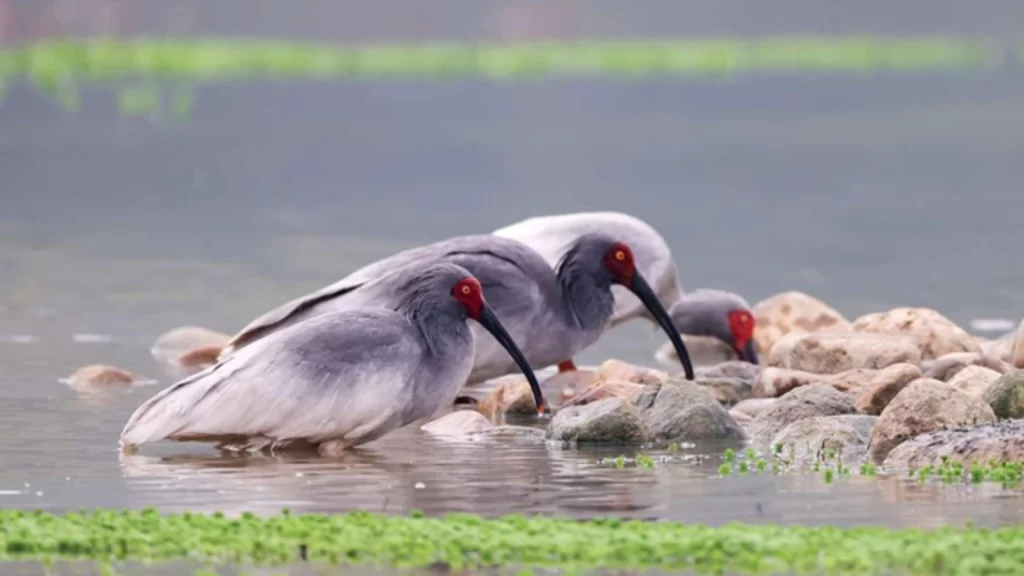 Rare crested ibises foraging among river stones in the Henan Dongzhai National Nature Reserve.
