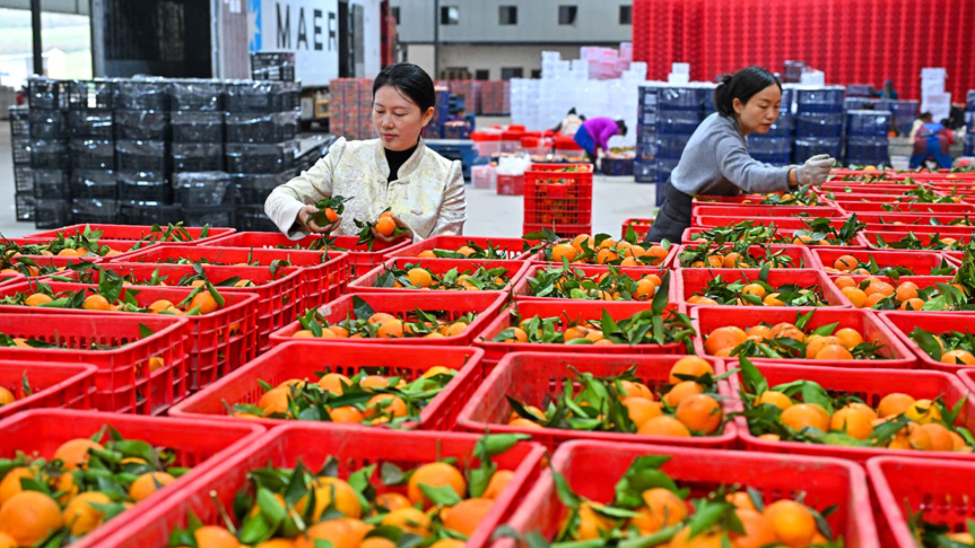 High-tech Chinese citrus orchard utilizing AI sorting and drones for global high-quality fruit exports.