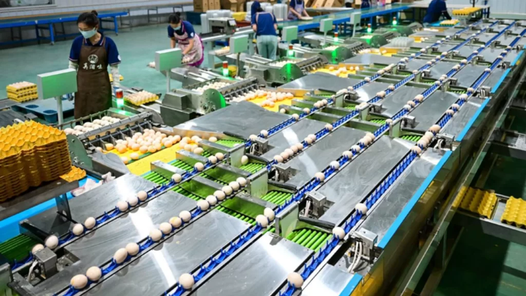 Automated production lines and digital traceability systems ensure safe, high-quality egg production in China.