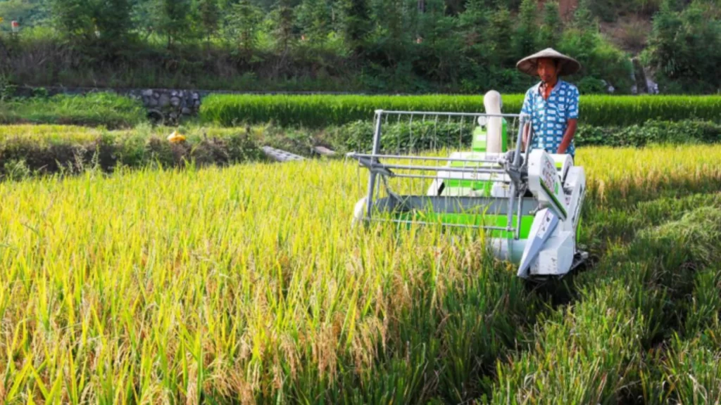 A farmer uses a compact Hunan-made harvester to navigate and harvest a hilly rice field.