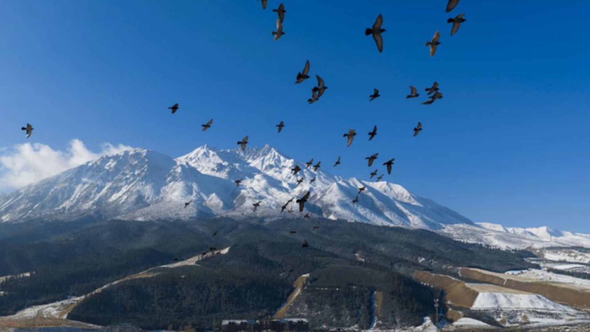 A flock of birds flies over fields beneath a snow-capped mountain safeguarded by ecological protection red lines.