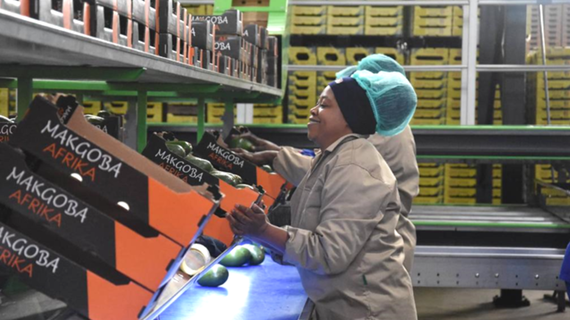 Factory workers packing "Makgoba Afrika" avocados into boxes along a processing conveyor belt.