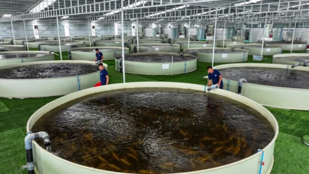 Desert aquaculture facility in Xinjiang produces affordable seafood using saline-alkali water systems.