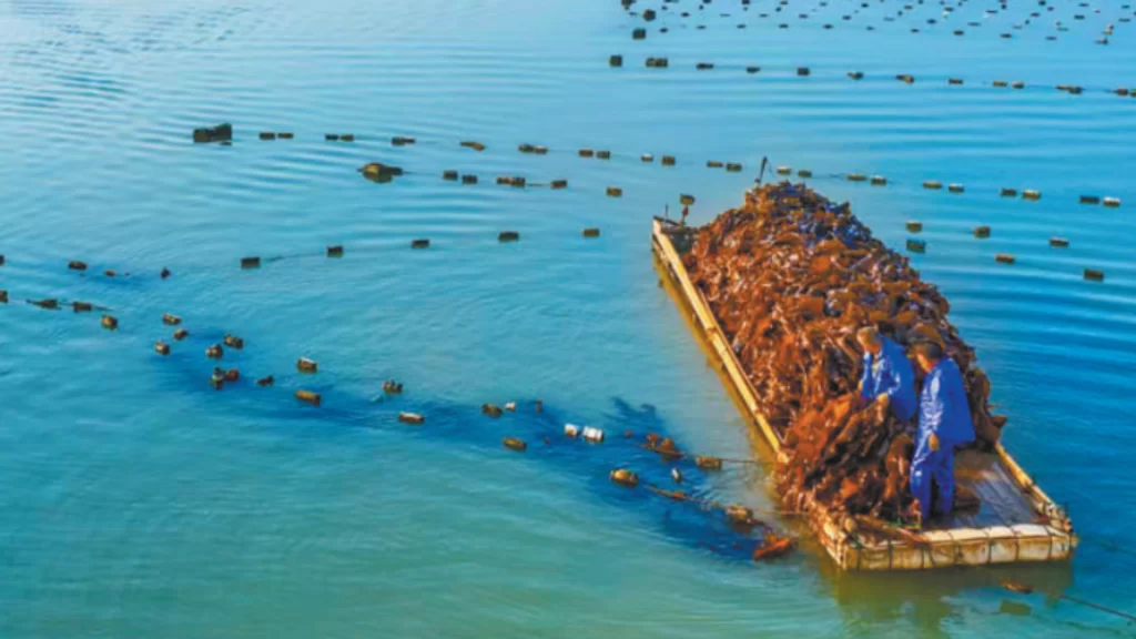 Workers harvesting seaweed in a marine vegetable garden.