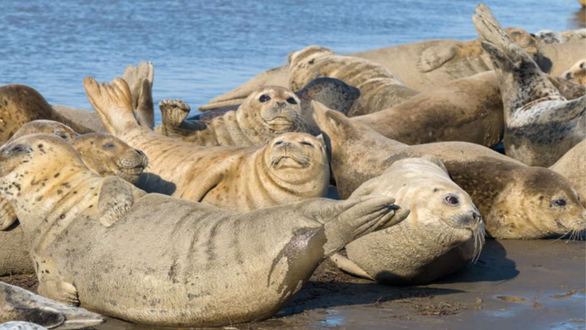 Spotted seals gather in Liaodong Bay as Liaohe estuary restoration boosts biodiversity recovery.
