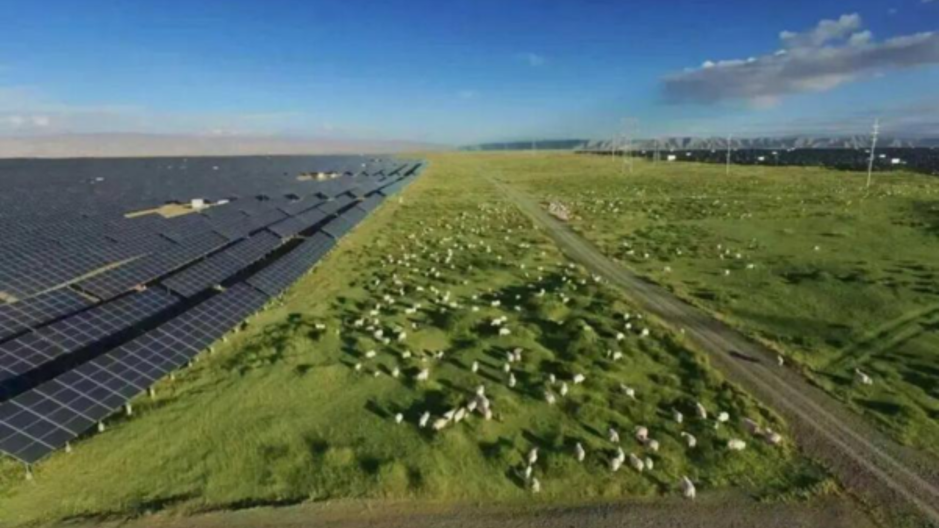 Sheep graze beneath solar panels at Qinghai photovoltaic park, supporting clean energy and ecological restoration.