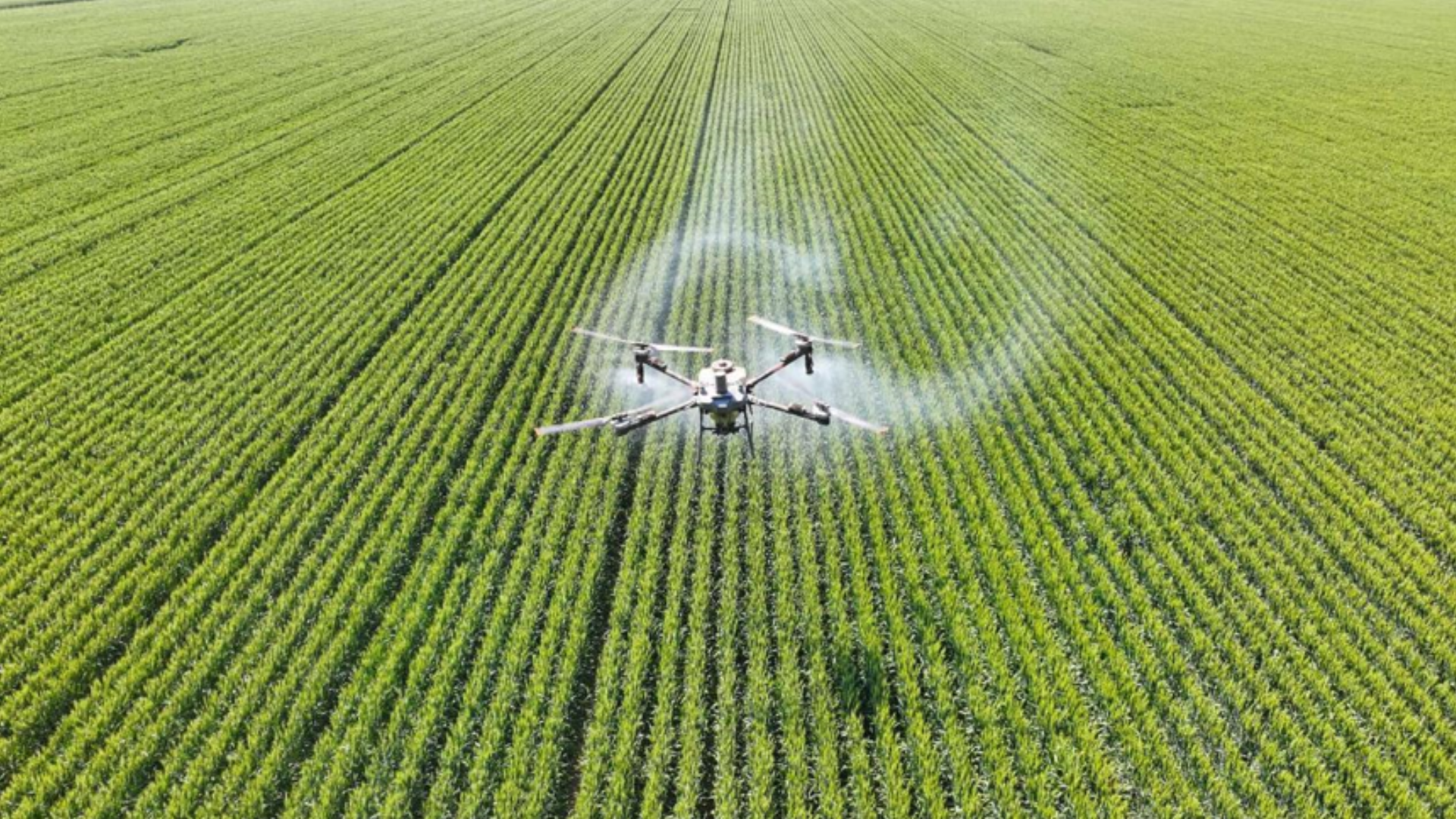 Agricultural drone sprays pesticide over farmland, advancing smart farming and sustainable agriculture in China.