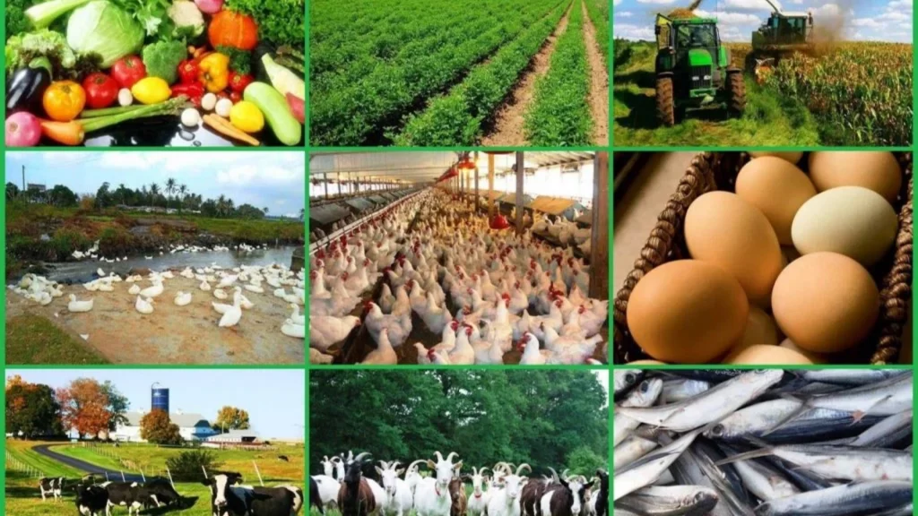 Modern agricultural processing facility driving Oyo State's agribusiness growth, investment, value addition and farmer prosperity.