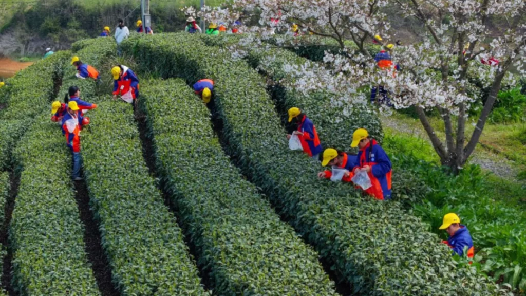Students visit matcha tea garden, experiencing tea cultivation and China's growing matcha industry.
