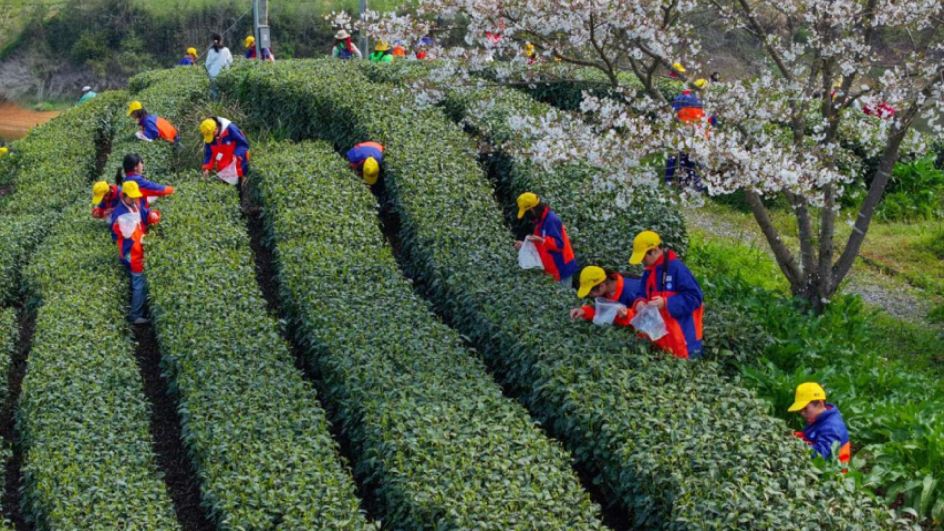 Students visit matcha tea garden, experiencing tea cultivation and China's growing matcha industry.