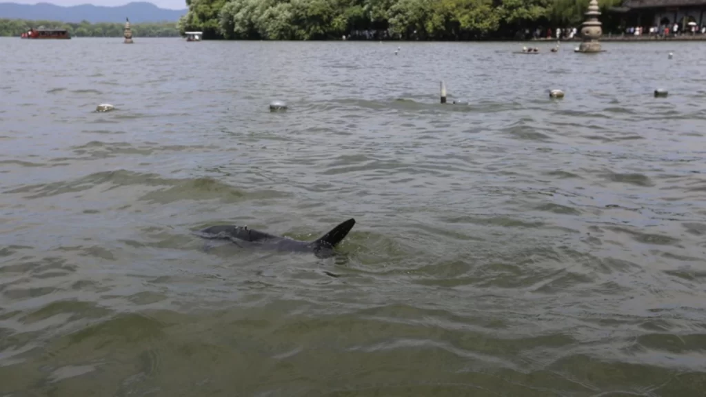 Biomimetic robotic fish patrol West Lake, monitoring water quality and supporting ecological protection.