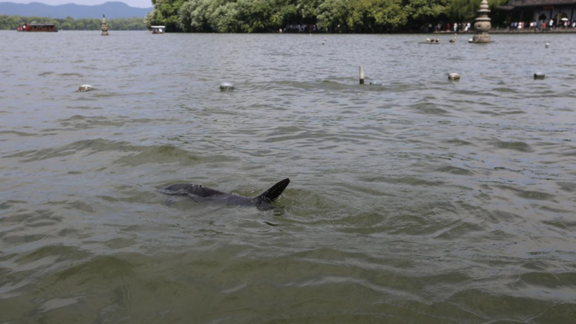 Biomimetic robotic fish patrol West Lake, monitoring water quality and supporting ecological protection.