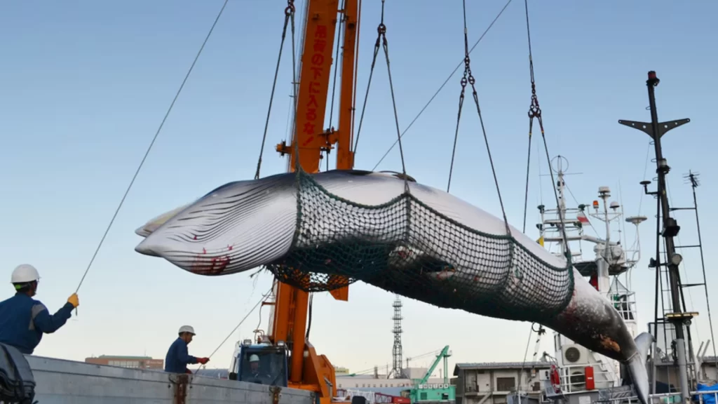 Workers hoist whale aboard Japanese whaling vessel during commercial whaling operation.