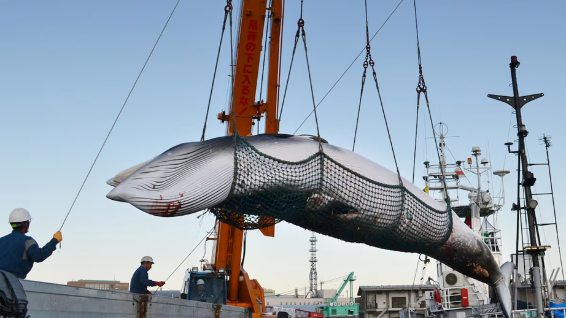 Workers hoist whale aboard Japanese whaling vessel during commercial whaling operation.