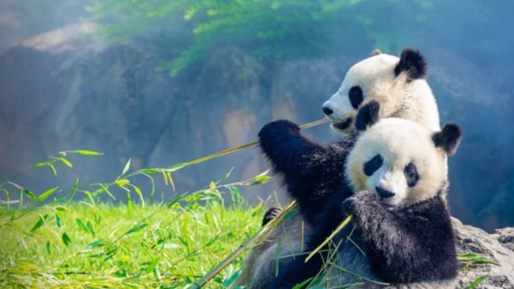 Giant pandas eating bamboo in a lush forest, symbolizing conservation and China's global identity.