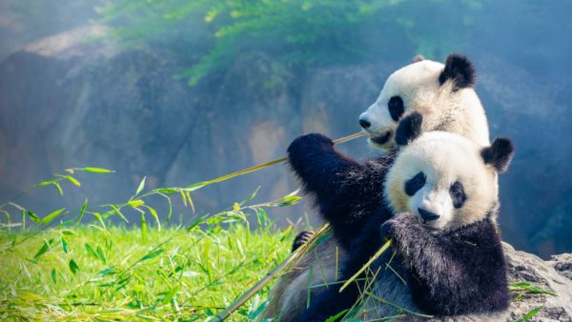 Giant pandas eating bamboo in a lush forest, symbolizing conservation and China's global identity.