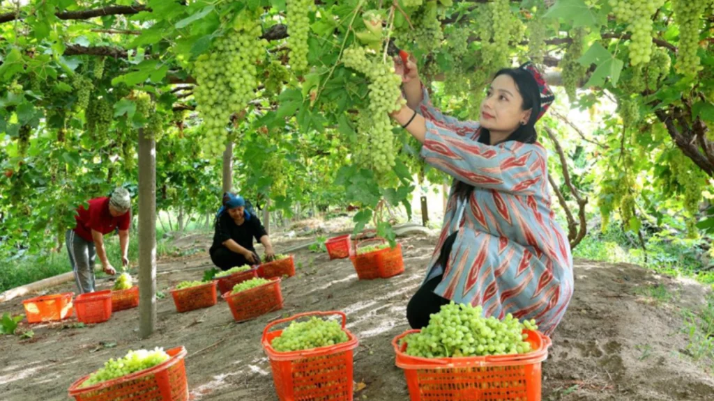 Farmers harvest grapes in Gaochang district, Turpan, Xinjiang.